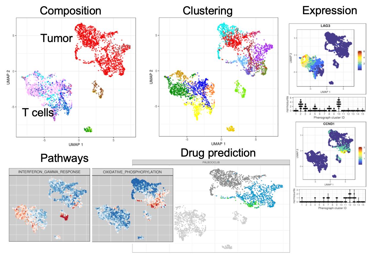Enlarged view: The composition of&nbsp;cell types is shown, together with the clustering into further subpopulations. Gene expression can be visualized per cell. Direction and intensities of pathways can be analyzed and put into the context of drug-gene interactions.